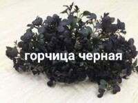 Горчица белая, черная